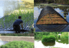 Floating Wetlands: A Cost-Effective, Nature-Based Solution