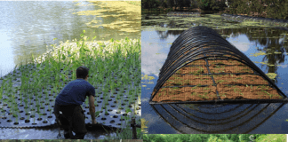 Floating Wetlands: A Cost-Effective, Nature-Based Solution