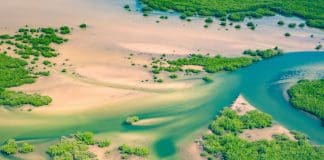 Blue Carbon – A Powerful Climate Defense